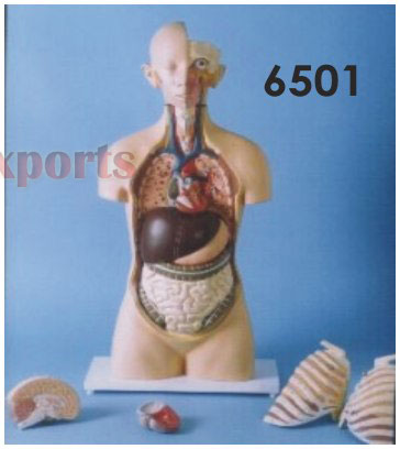HUMAN TORSO WITH HEAD